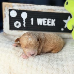 Oatmeal - Cafe au lait male Poodle puppy in Florida from Adorable Toy-Miniature Poodles