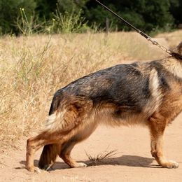 German Shepherds from Chaotis German Shepherds