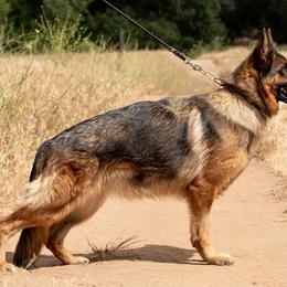 German Shepherds from Chaotis German Shepherds