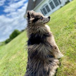 Jasper - Pomsky