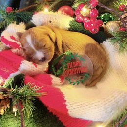 Ebeneezer - Ruby male Cavalier King Charles Spaniel puppy in Columbus Ga, Georgia from Sweet Southern Cavaliers