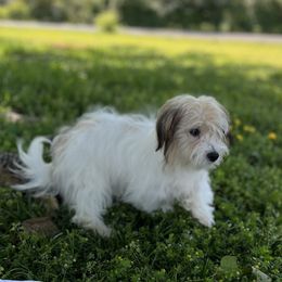 Havanese Puppies from Home with Havanese