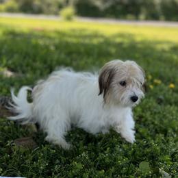 Havanese Puppies from Home with Havanese