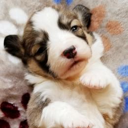 American Corgi and Pembroke Welsh Corgi Puppies from Whimsical Treasure Corgis