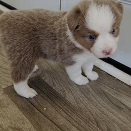 Sunny - Red tri female Miniature Australian Shepherd puppy in Norco, California from Joyfulpuppies