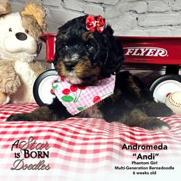 Andi: Breeder's dream 51.6 Bernese FF EE BB ATAT KYKY SS  9 out of 10 intensity - Phantom female Bernedoodle puppy in Jackson, Michigan from A Star is Born Doodles
