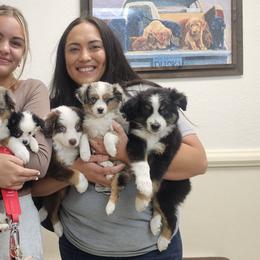 Toy Australian Shepherds from Mile High Acres & Aussies
