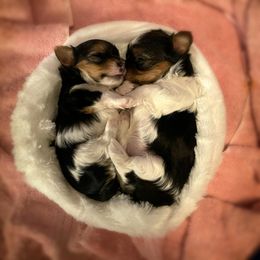 Yorkshire Terrier Puppies from Moonbabies Yorkies