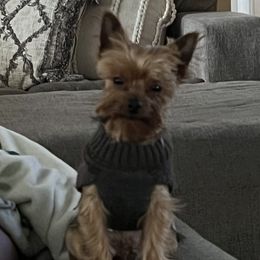 Gizzy  - Yorkshire Terrier