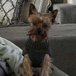 Gizzy  - Yorkshire Terrier