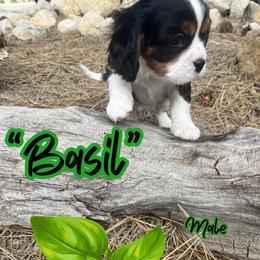 Basil - Tri-color male Cavalier King Charles Spaniel puppy in Idaho City, Idaho from Whispering Pines Cavaliers
