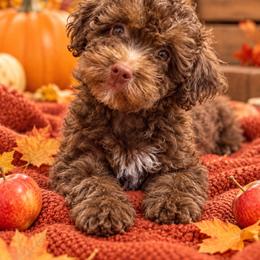 Brownie - Brown male Poodle puppy in Davie, Florida from Sweet Peluditos