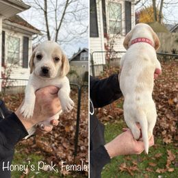 Honeys Pink Collar - Lemon and white female Beagle puppy in Brothers, Oregon from Beagles on the Run