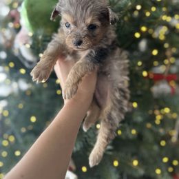 Tiny Jack - Blue merle male Aussiedoodle puppy in Kalamazoo, Michigan from Creekside Ranch