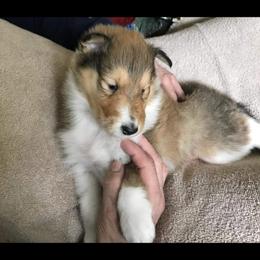 Collie Puppies from Aryggeth Collies