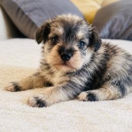 Girl 1 - Salt and pepper female Miniature Schnauzer puppy in El Reno, Oklahoma from Shannon's Miniature Schnauzers