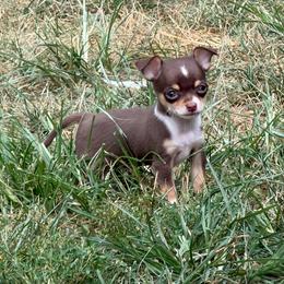 Odyssey (runt) AKC - Chocolate and tan male Chihuahua puppy in Seneca, Missouri from Stephanie’s Puppy Colony