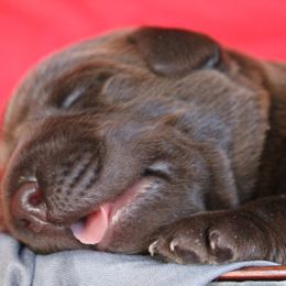 Dilute Retrievers and Labrador Retrievers from Rio Vista Retrievers