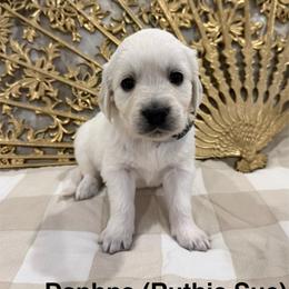 Daphne (Ruthie Sue) - Light golden female Golden Retriever puppy in Conroe, Texas from Tails of Cypress