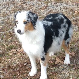 FLOWER - Miniature Australian Shepherd
