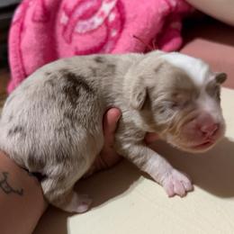 Red collar - Red merle male Miniature American Shepherd puppy in Pueblo West, Colorado from Bear River Ranch LLC