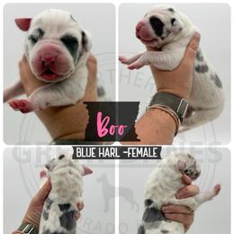 Boo - Harlequin female Great Dane puppy in Sac City, Iowa from Northern Great Danes of Colorado & Iowa