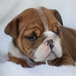 Harley D - Red and white male Bulldog puppy in Bradleyville, Missouri from HurstBulldogs
