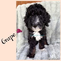 Grape - Tri-color male Bernedoodle puppy in Godwin, North Carolina from Farm Sweet Farm Doodles