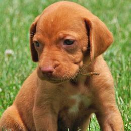 Yeti - Golden rust male Vizsla puppy in Farmington, Iowa from Southeast Iowa Vizslas