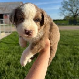 Enzo - Red merle male Miniature Australian Shepherd puppy in Marion, Michigan from Highland Hills Mini Aussies