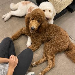 Goldendoodle Puppies from Labradoodleday