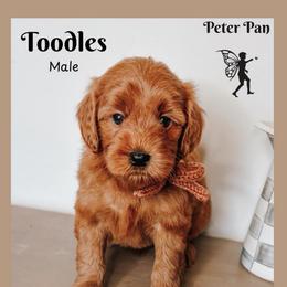 Toodles - Red  male Goldendoodle puppy in Hilton, New York from The House of Goldendoodle