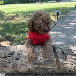 Vasko - Apricot male Goldendoodle puppy in Mint Hill, North Carolina from DoodleForever