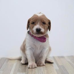 Candy Cane (Pink Band) - Parti female Labradoodle puppy in Plainfield, New Jersey from Caris Paws Poodles and Labradoodles