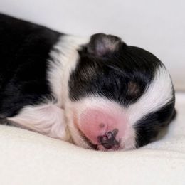 Panda - Black tri-color male Aussiedoodle puppy in Daphne, Alabama from Darling Australians