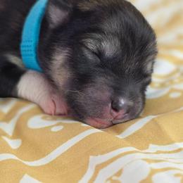 Baby Blue - Agouti and white female Alaskan Malamute puppy in Independence, Virginia from New River Valley Malamutes