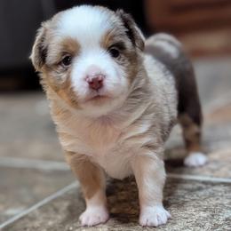 Fantasia - Red merle female Toy Australian Shepherd puppy in Mountain Home, Idaho from LJK Boxers & Toy Aussies