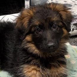 Girl 1 - Black and red female German Shepherd puppy in Valley Springs, South Dakota from Von Pasch German Shepherds