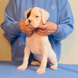 White Male - White male Boxer puppy in Butler, Pennsylvania from Schaible's Boxer Huddle