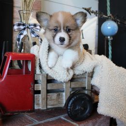 Carmy - Sable male Pembroke Welsh Corgi puppy in Purcellville, Virginia from Rhone River Farm Pembroke Welsh Corgis