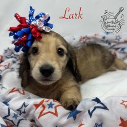 Lark - Cream female Dachshund puppy in Pulaski, Tennessee from Billboard Doxies