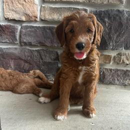 Phoebe - Red  female Goldendoodle puppy in Bellevue, Iowa from River Town Doodles