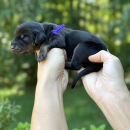 Black boy - purple color - Black and rust male Doberman Pinscher puppy in Old Bridge, New Jersey from Wizard Ost Revolution kennel