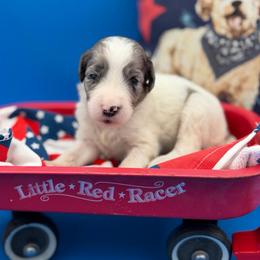 Clarabelle - Gray and white female Sheepadoodle puppy in Willacoochee, Georgia from Kitandkboodle's Doodles