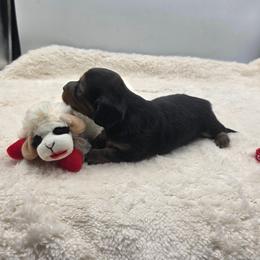 Kirk - Black and tan male Dachshund puppy in Dade City, Florida from Kingpindoxies
