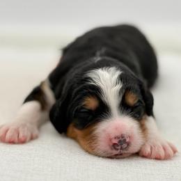 Peter Pan - Tri-color male Bernedoodle puppy in Bellville, Ohio from Bernedoodle Buddies