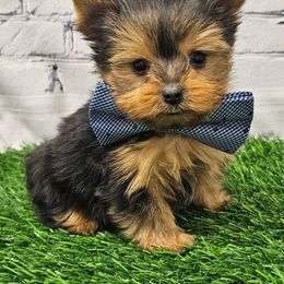 Chip TEACUP - Blue and gold male Yorkshire Terrier puppy in Monticello, Iowa from Ashley’s Puppies