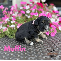 Muffin - Tri-color female Bernedoodle puppy in Heyworth, Illinois from Cobble Creek Puppies