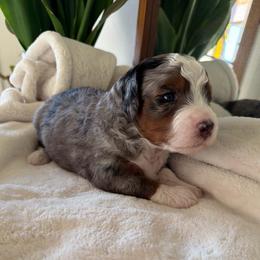 Red Boy - Blue merle male Bernedoodle puppy in Fort Gibson, Oklahoma from Waggle Doodles