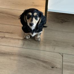 GG - Black and cream female Dachshund puppy in Bixby, Oklahoma from Luck Family Dachshunds